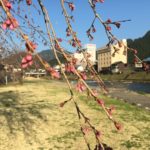 郡上八幡の桜、開花間近です！