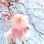 郡上八幡桜の開花状況と４月のイベント情報