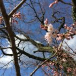 城山公園の桜も開花しました！