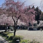 郡上八幡城の桜も満開です