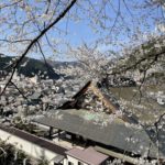 今週末に郡上八幡城の桜は満開です！