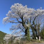 郡上八幡　城山公園の桜は満開間近